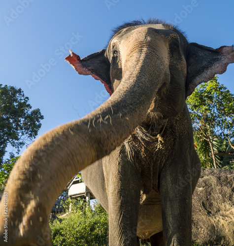 Close up portrait of Indian elephant with a trunk stretched to camera.