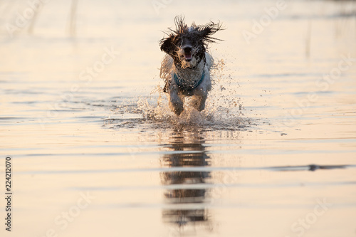 Little black and white dog running around in shallow waters.