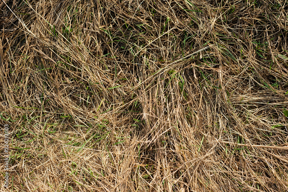 texture of dry hay for livestock close up texture of dry hay for livestock close up