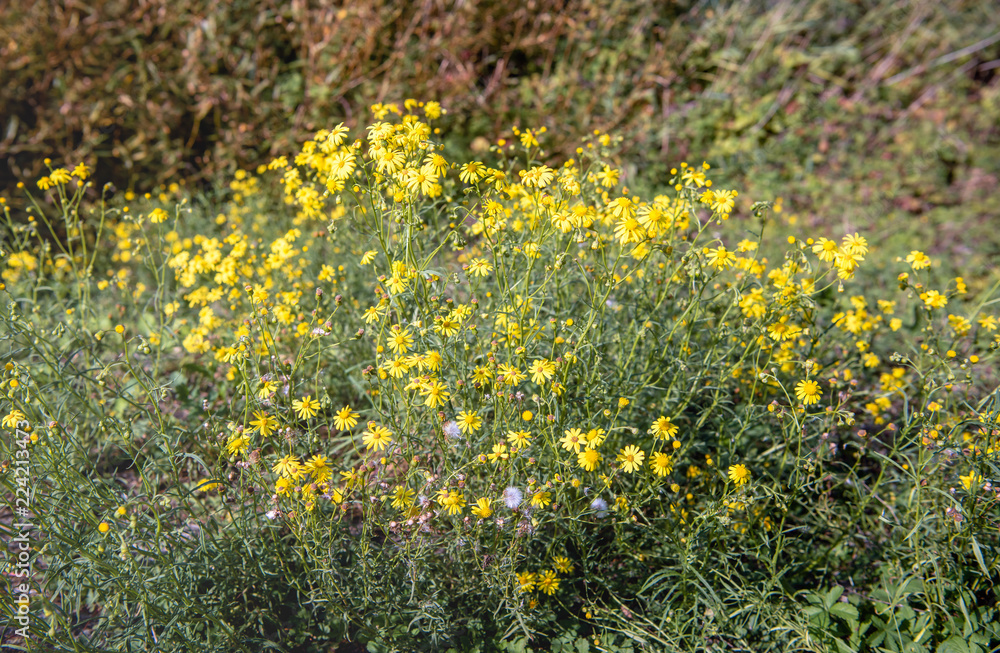 Budding, yellow blooming and overblown narrow-leaved ragwort or Senecio inaequidens plants