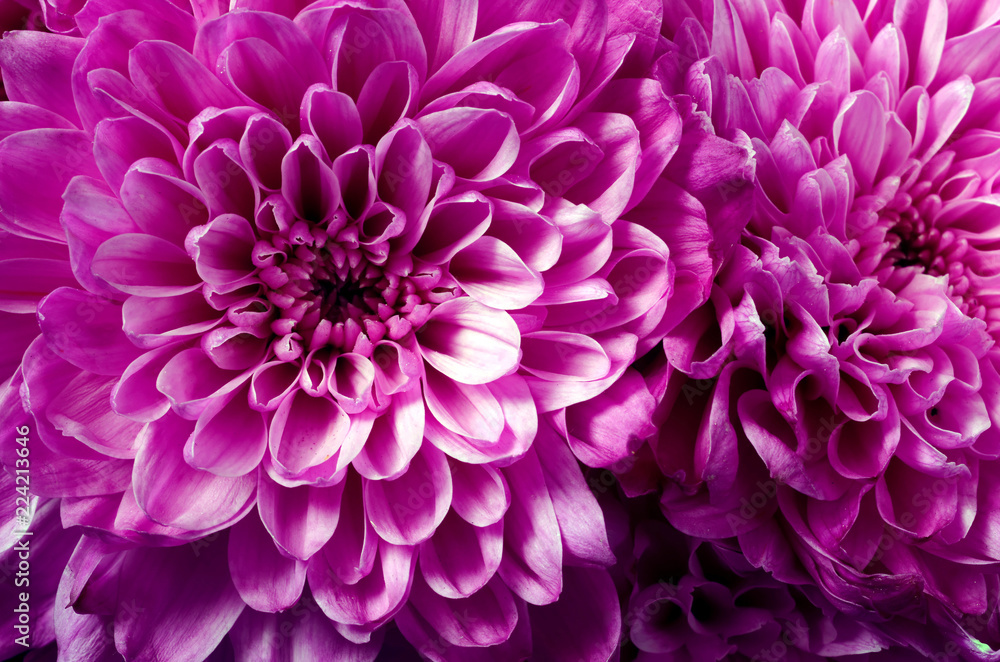 Pink flower aster macro