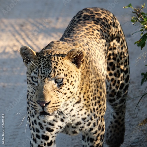 Big Cat Leopard South Africa