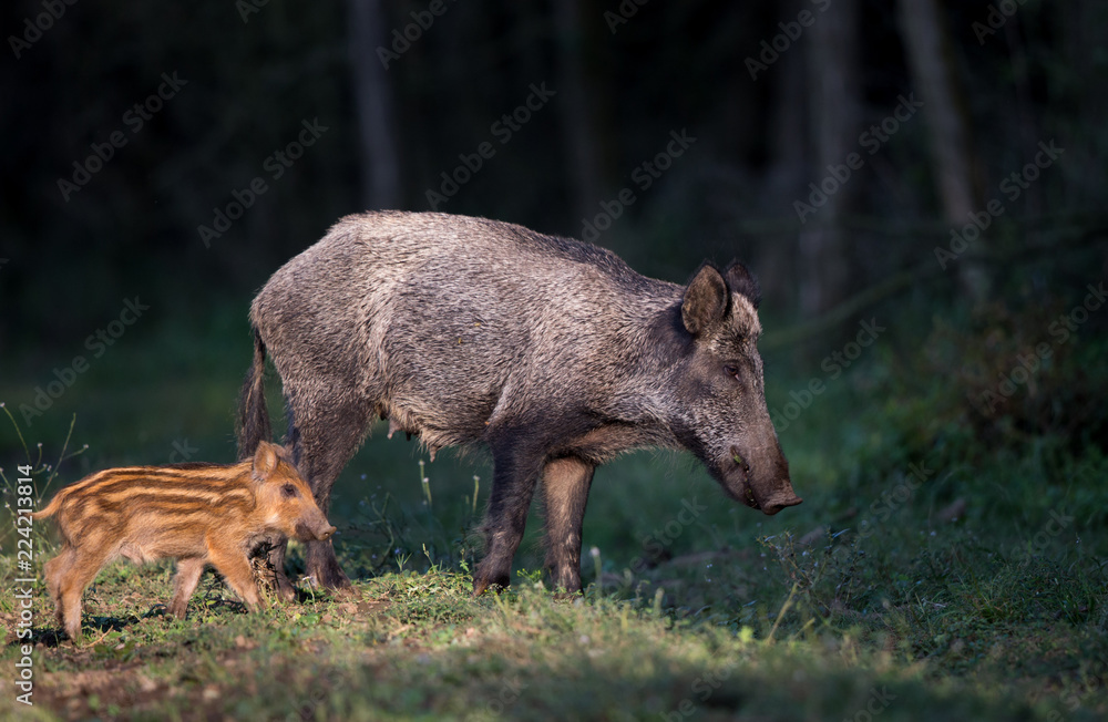 Wild boar with piglet in forest Wild boar with piglet in forest