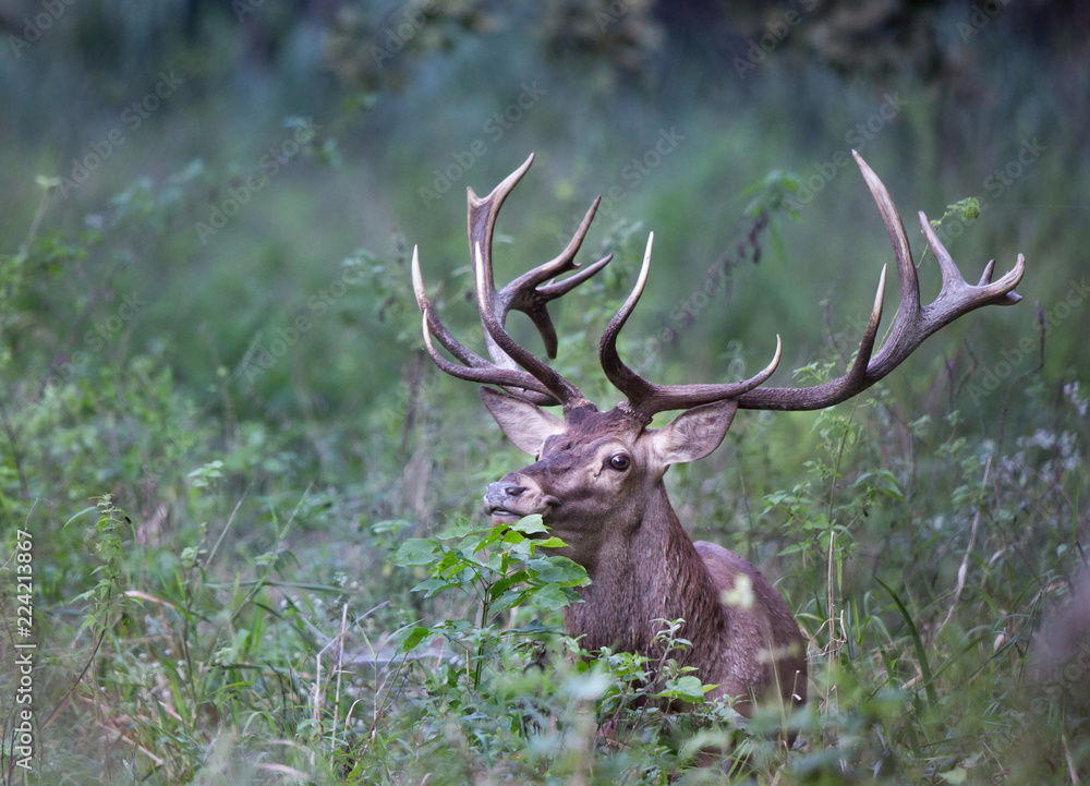 Portrait of red deer in forest