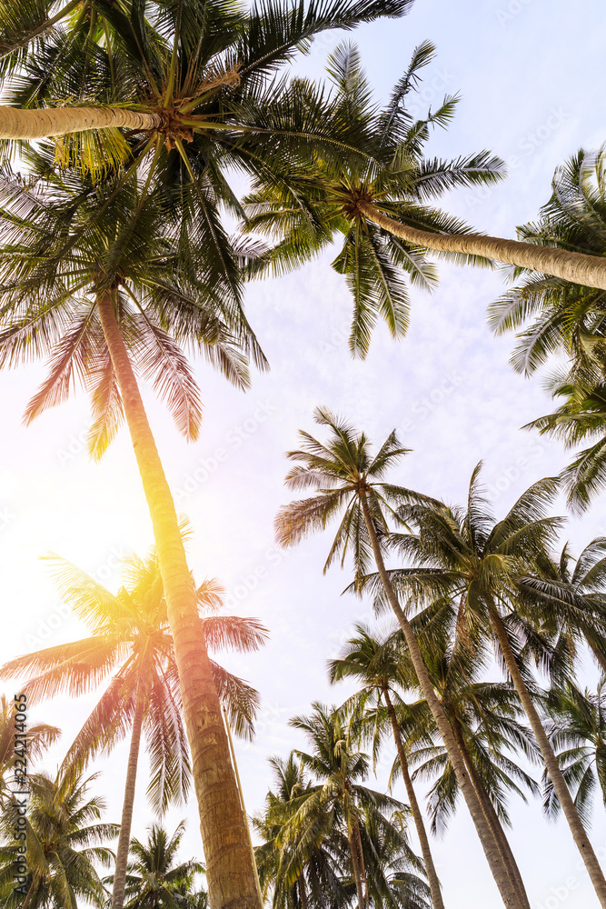Background of tall palm trees and bright sky