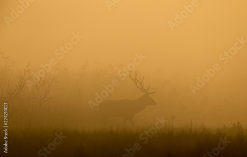 Red deer in forest on foggy morning