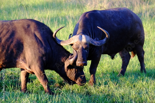 Safari Animal Fighting Playing