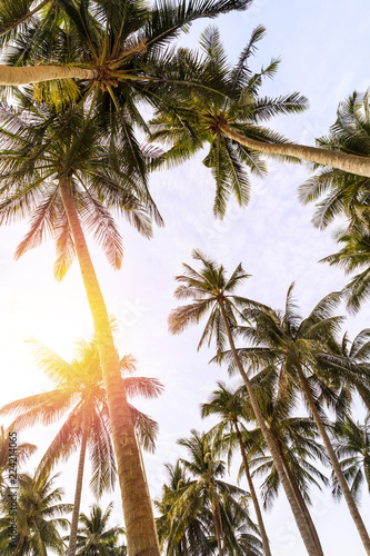 Background of tall palm trees and bright sky