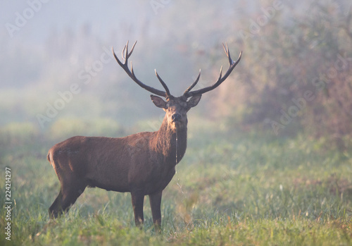 Red deer in forest on foggy morning