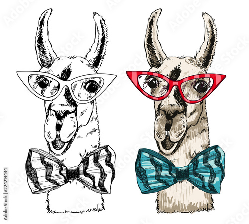 Vector illustration lama head in fashionable glasses and a bow tie. Llama or alpaca smiling bright color sketch for print and design. Cute mammal animal drawing.