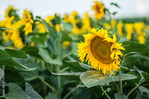 Fototapeta Naklejka Na Ścianę i Meble -  Sunflower in the fields.