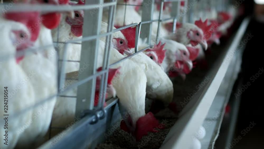 Poultry farm for breeding chickens and eggs, chickens pecking feed ...