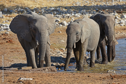 Afrikanische Elefanten  loxodonta africana  am Wasserloch Okaukuejo im Etosha Nationalpark in Namibia