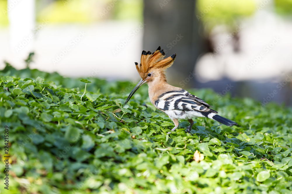 Closeup of hoopoe bird on a grass Closeup of hoopoe bird on a grass