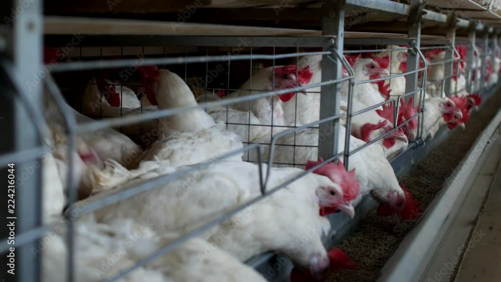 Poultry farm for breeding chickens and eggs, chickens pecking feed, close-up, factory hens, chicken Poultry farm for breeding chickens and eggs, chickens pecking feed, close-up, factory hens, chicken