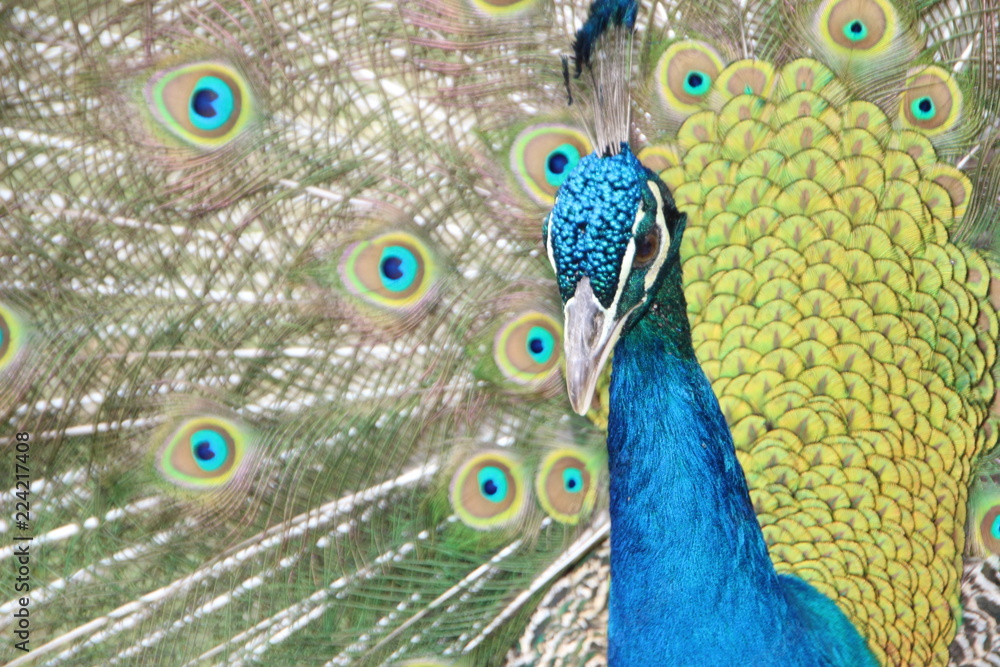 Obraz premium wunderschöner Pfau