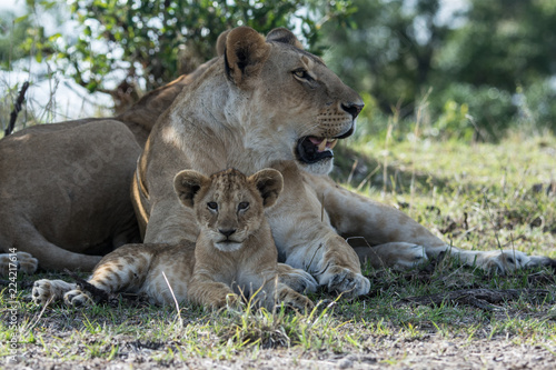 Lioness and cub (Panthera leo) taken in the Maasai Mara Reserve, Kenya
