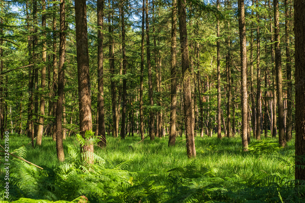 Blick in den sonnigen Wald, farnbedeckter Boden Blick in den sonnigen Wald, farnbedeckter Boden