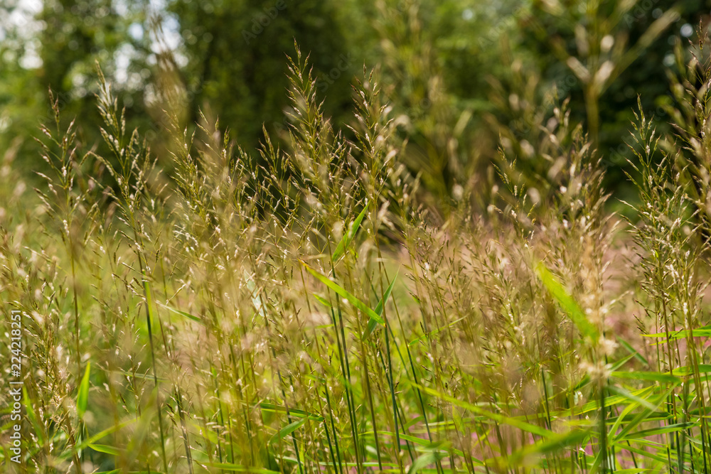 Blick durch Grashalme, selektiver Fokus Blick durch Grashalme, selektiver Fokus