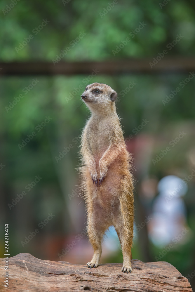 Fototapeta premium Close up meerkat on trunk