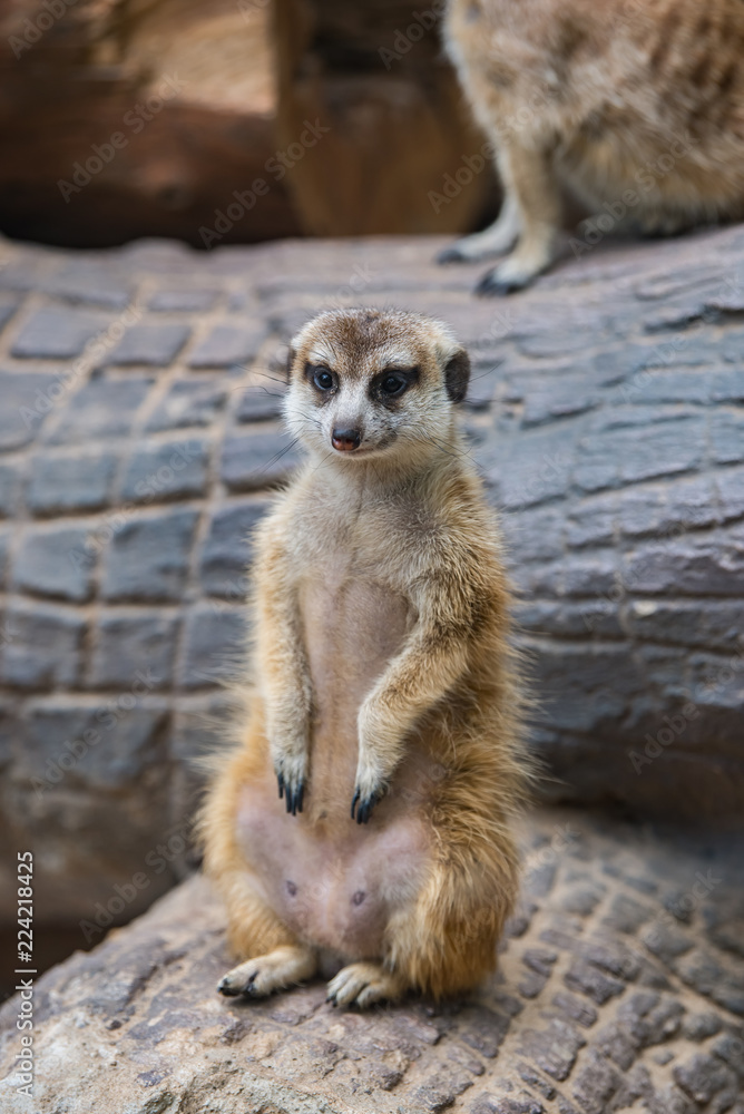 Close up meerkat on trunk Close up meerkat on trunk