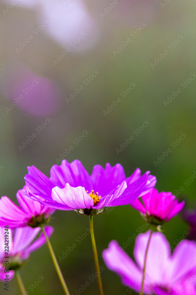 Pink cosmos flowers background in the garden Pink cosmos flowers background in the garden