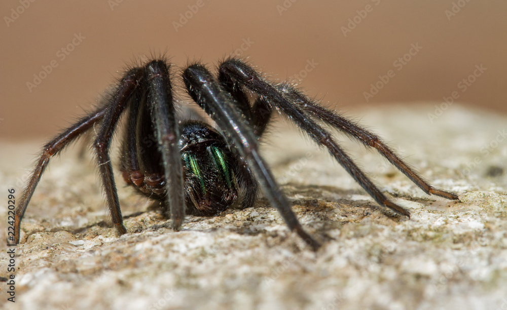 Segestria florentina tube web spider - female Segestria florentina tube web spider - female