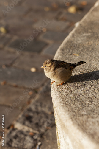 Moineau Paris