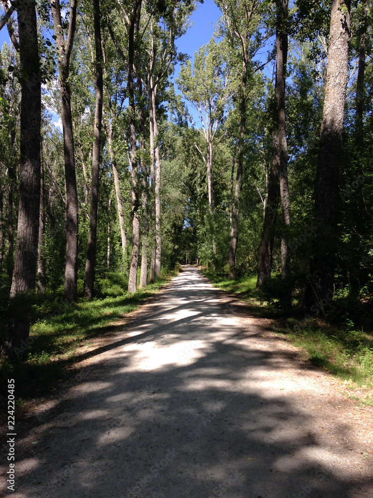 Obraz premium Camino