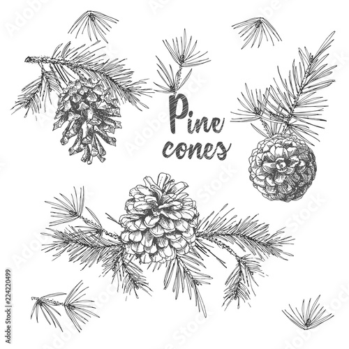 Realistic Botanical ink sketch of fir tree branches with pine cone on white background. Vector illustrations