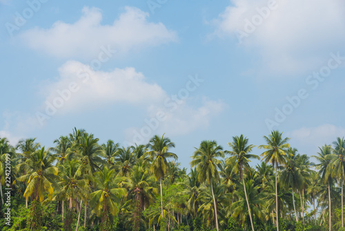 Coconut palm trees with blue sky