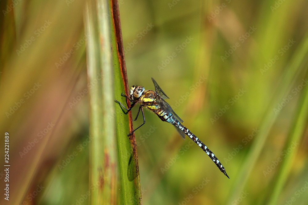 Close up of a Migrant Hawker Dragonfly, Aeshna mixta, the Autumn Hawker, perched on a green reed, against a blurred green and brown background Close up of a Migrant Hawker Dragonfly, Aeshna mixta, the Autumn Hawker, perched on a green reed, against a blurred green and brown background