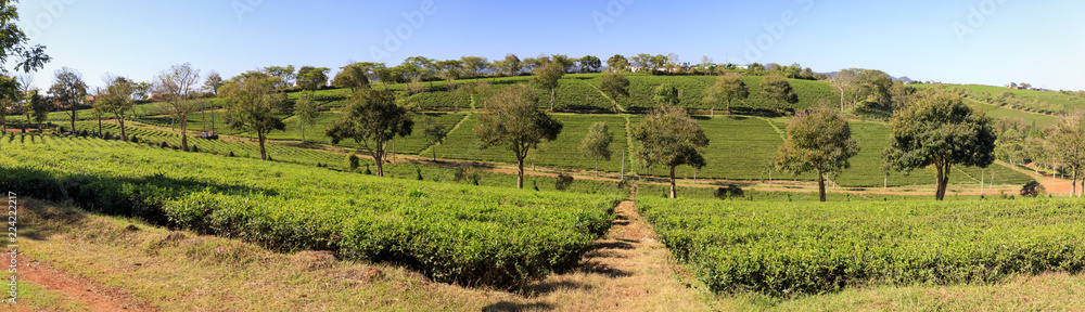 Tam Chau Tea plantation with green tea bushes in Bao Lam , Vietnam