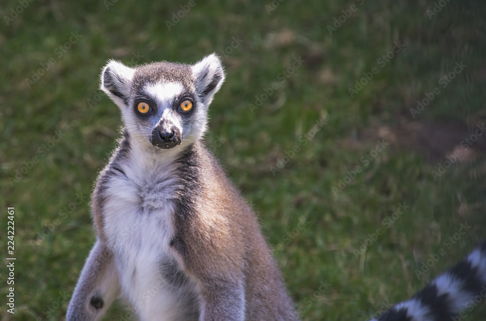 A ring-tailed lemur (Lemur catta)
