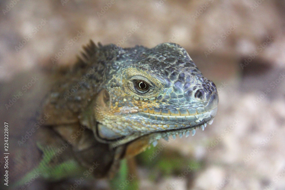Fototapeta premium Big lizard close-up