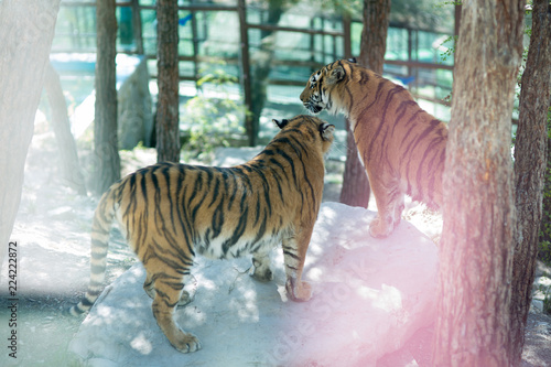 Fototapeta Naklejka Na Ścianę i Meble -  Tiger at the zoo