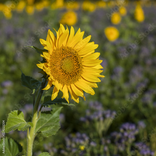 Sonnenblume