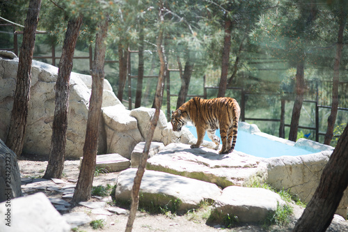 Fototapeta Naklejka Na Ścianę i Meble -  Tiger at the zoo