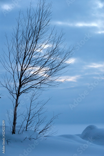 Bare birch tree at frozen lake shore. Winter landscape in Eastern Finland.