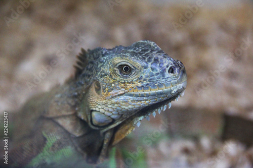 Big lizard close-up
