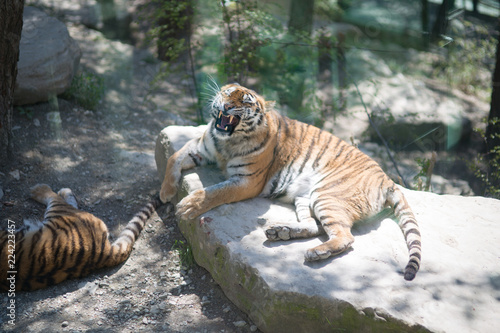 Fototapeta Naklejka Na Ścianę i Meble -  Tiger at the zoo