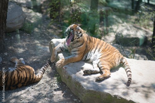 Fototapeta Naklejka Na Ścianę i Meble -  Tiger at the zoo