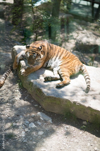 Fototapeta Naklejka Na Ścianę i Meble -  Tiger at the zoo