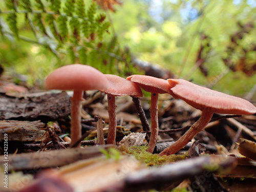 champignon photo