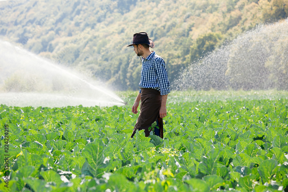 farmer man agronomist sun worker check plantation technology hat sprinkler system water green cabbage field leaves owner