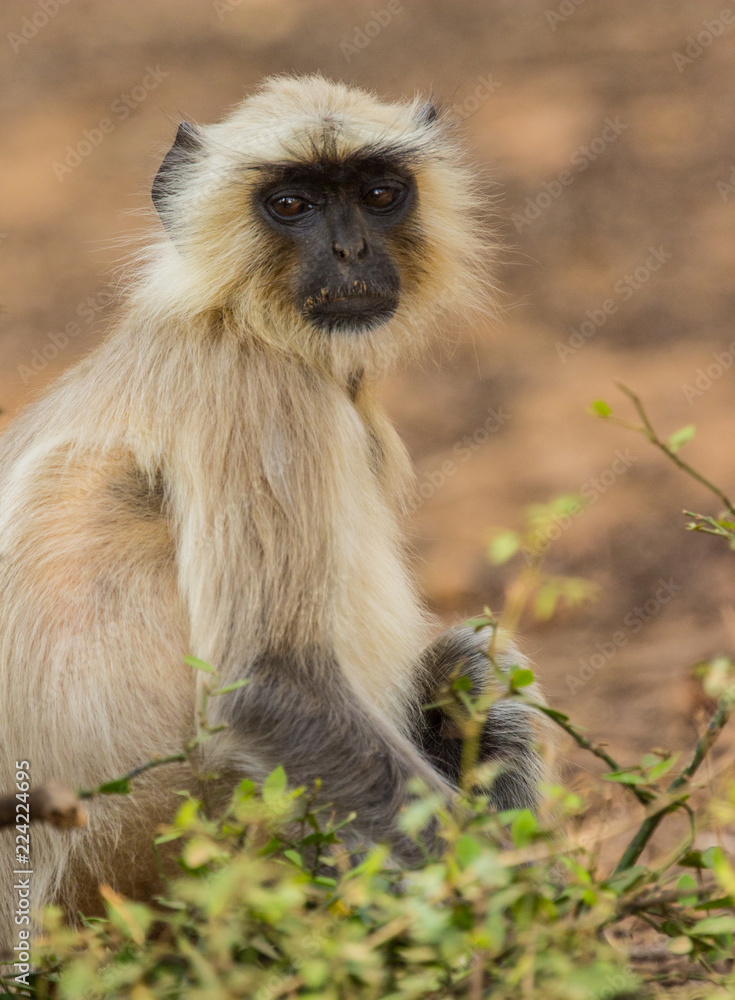 Langur Monkey portrait