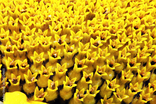 Fototapeta Naklejka Na Ścianę i Meble -  close view of a blooming golden sunflower
