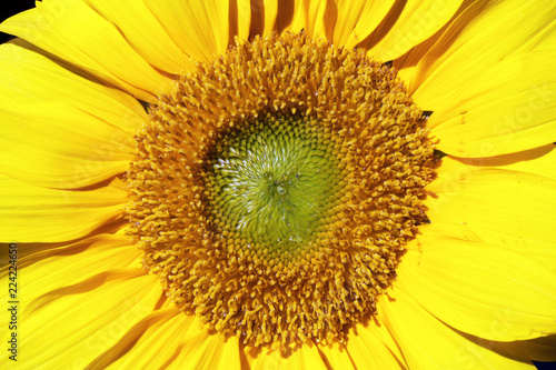 Fototapeta Naklejka Na Ścianę i Meble -  close view of a blooming golden sunflower
