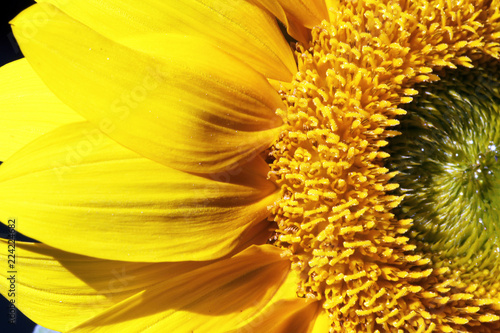 Fototapeta Naklejka Na Ścianę i Meble -  close view of a blooming golden sunflower
