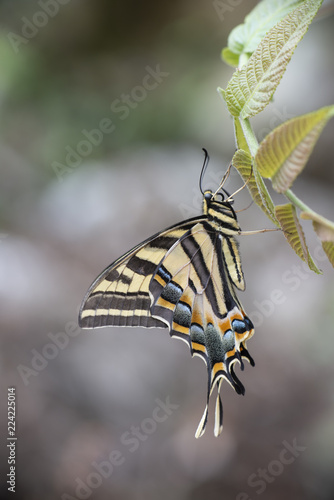 Mariposa corola Multicaudata xochiquetzal Papilio multicaudata sobre fondo verde sobre flores y hojas photo
